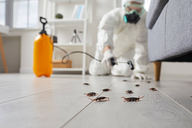 Post-Treatment Bed Bug Interceptor Monitoring in The Hills